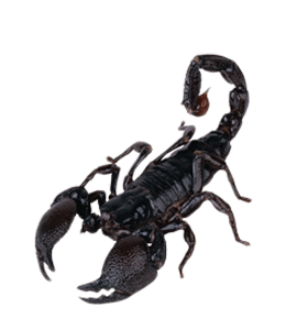 Scorpion color hex code is #695F62