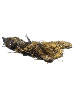 Sea brown moss