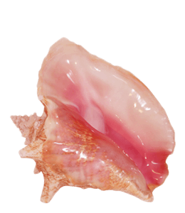 Sea shell decorative items