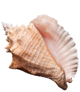 Sea shell lobatus gigas