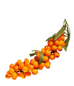 Seabuckthorn-orange-yellow berries