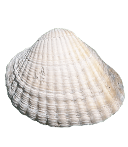 Seashell - almost white