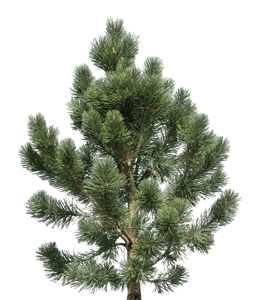 Silver pine tree