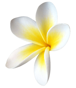 Single frangipani flower