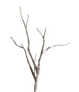 A small branch