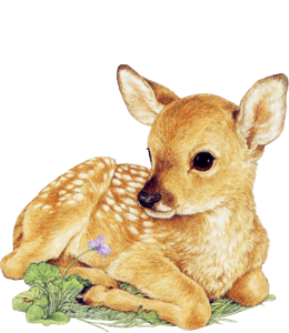 Small deer - fawn