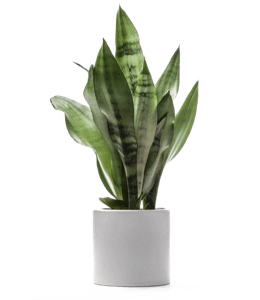 Snake plant in white pot