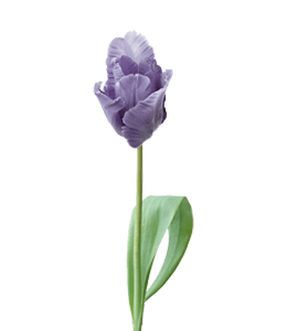 Soft blue single Tulip