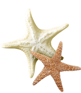 Starfish - beauty of island