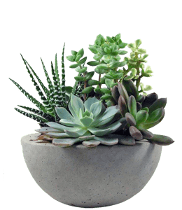 Succulent plant in pot