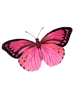 Super Pink Color butterfly