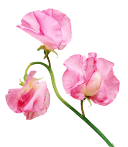 Sweet pink flowers