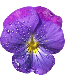 Sweet violet viola sororia