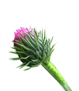 Thistle flower bud