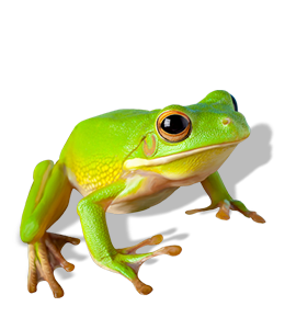 Tree Frog Green color hex code is #8ACE31