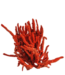 Underwater bright red coral