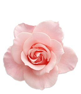 Very light pink rose