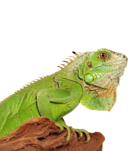 Vibrant colors of Chameleon