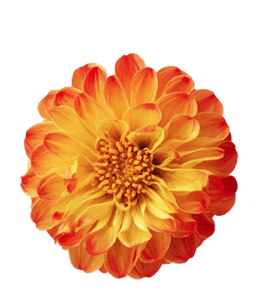 Vibrant marigold flower