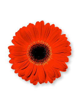 Vibrant Red Gerbera Daisy