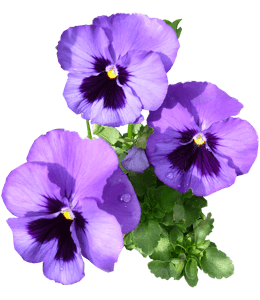 Violet pansies
