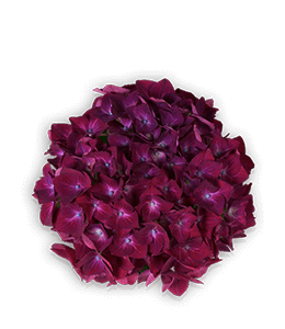 Violet-Red color hex code is #891446