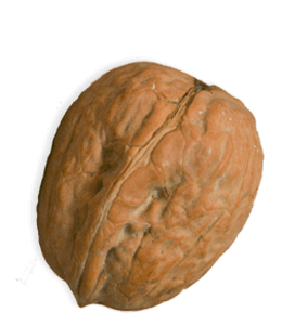 Walnut with shell