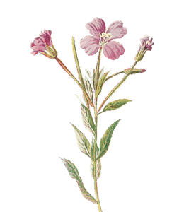 Water Color Pink Wild Flower