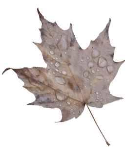 Water droplets on silver Maple leaf