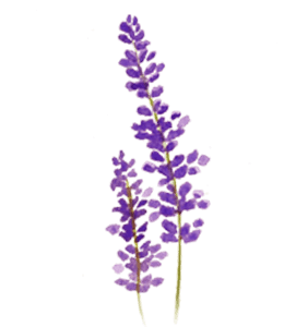 Watercolor lavender painting