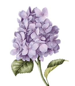 Watercolor lilac flowers