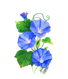 Watercolor morning glory flower