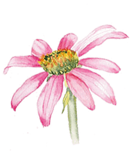Watercolor pink flower