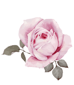 Watercolor pink rose flower
