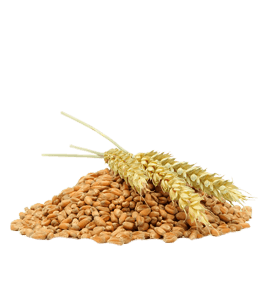 Wheat in grain