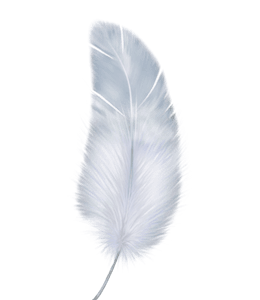 White and grey feather