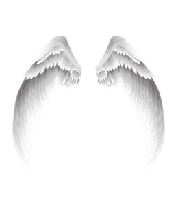 White wings of an angel