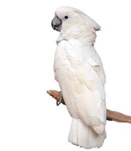 White Cockatoo with Grey Beak