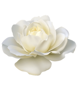 White-colored rose