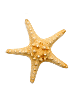 White-colored Starfish