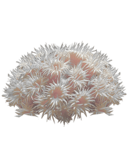 White coral