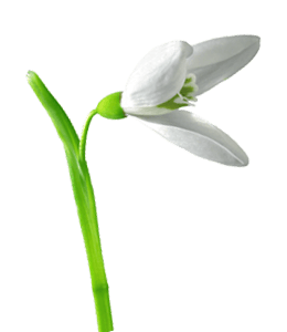 White flower with bud