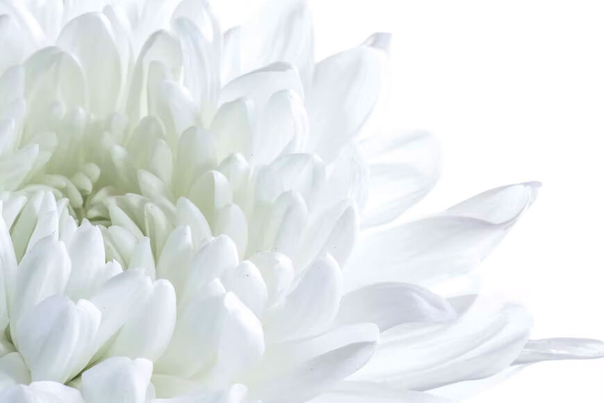 White shaded flower