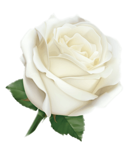 White or off-white colored rose digital
