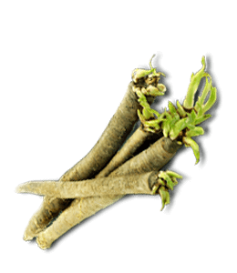 White salsify root