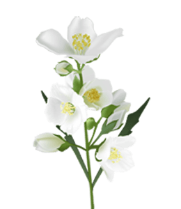 White wallflower