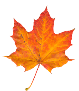 Yellow and orange color maple leaf