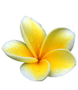 yellow and white plumeria