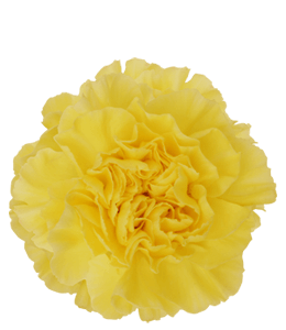 Yellow carnations flower