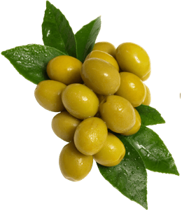 Yellow olives with green leaves